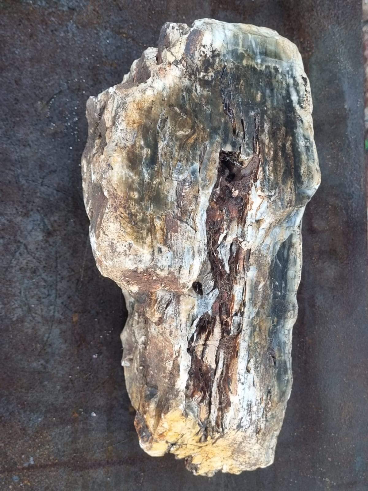 Petrified Wood Green 11 kg